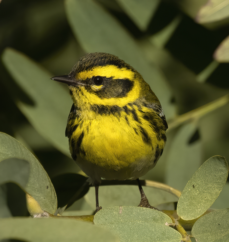 Townsends_Warbler_22_CA_210