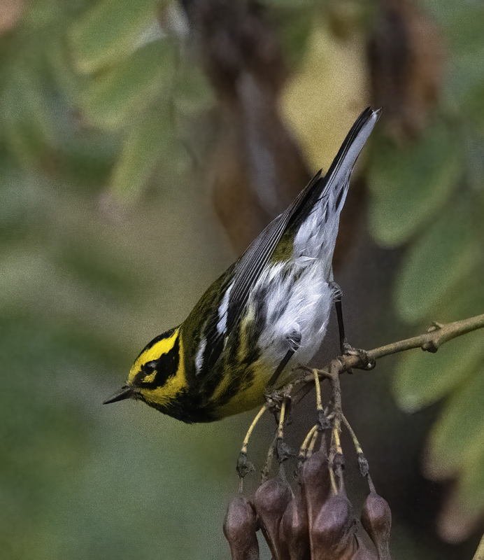 Townsends_Warbler_22_CA_236
