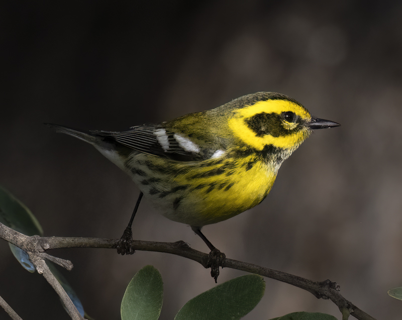 Townsends_Warbler_22_CA_240