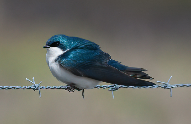 Tree_Swallow_10_FL_001