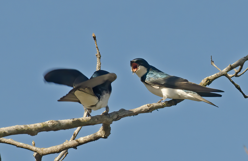 Tree_Swallow_13_CA_024
