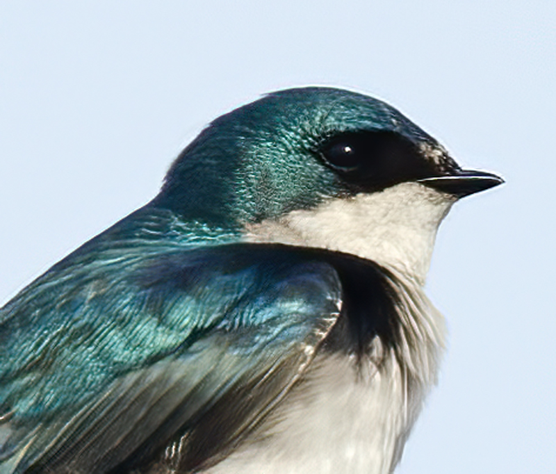 Tree_Swallow_14_CA_028