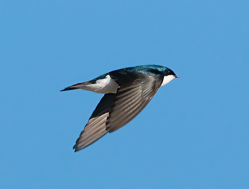 Tree_Swallow_14_CA_058