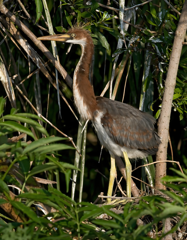 Tricolored_Heron_09_FL_244