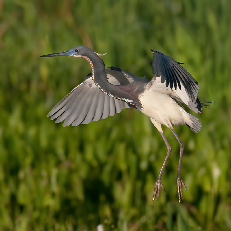 Tricolored_Heron_10_FL_025