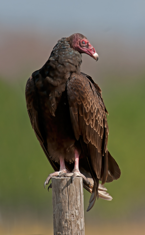 Turkey_Vulture_08_FL_009
