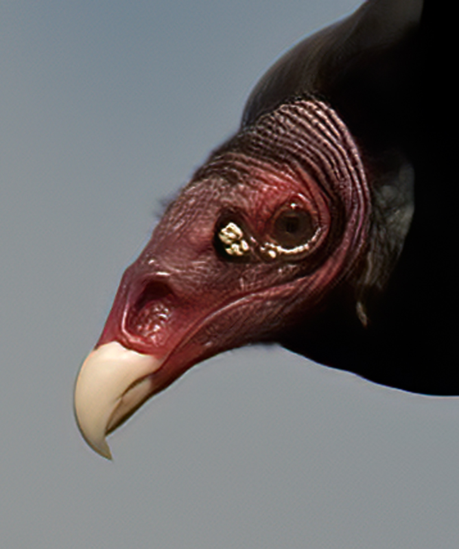 Turkey_Vulture_09_FL_012a