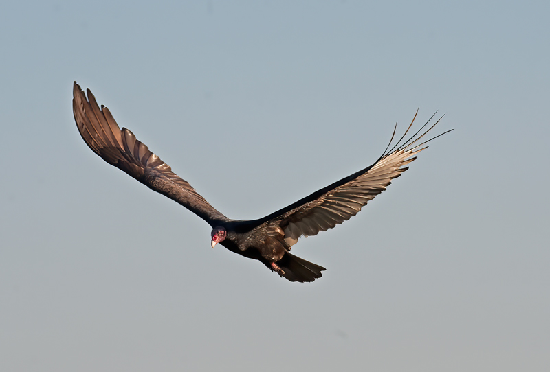 Turkey_Vulture_10_FL_003