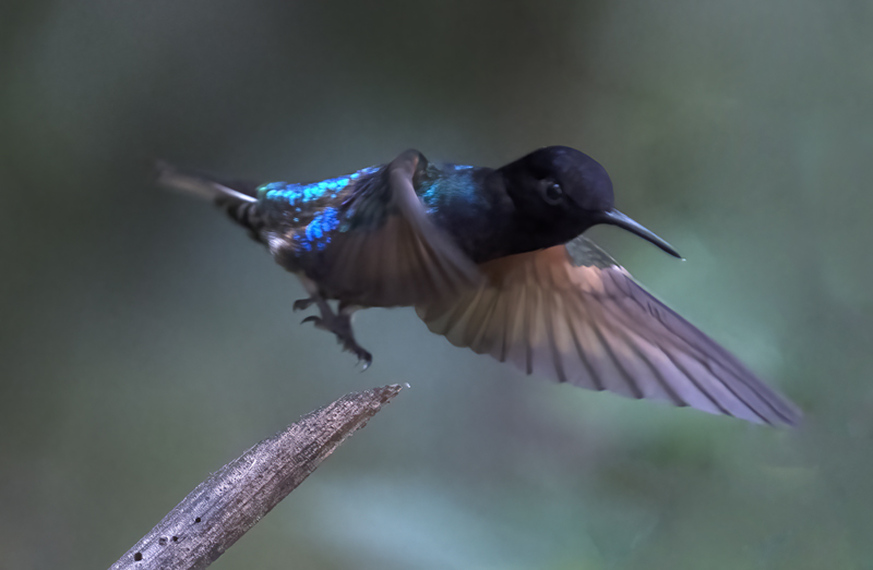 Velvet-purple_Coronet_18_Ecuador_012