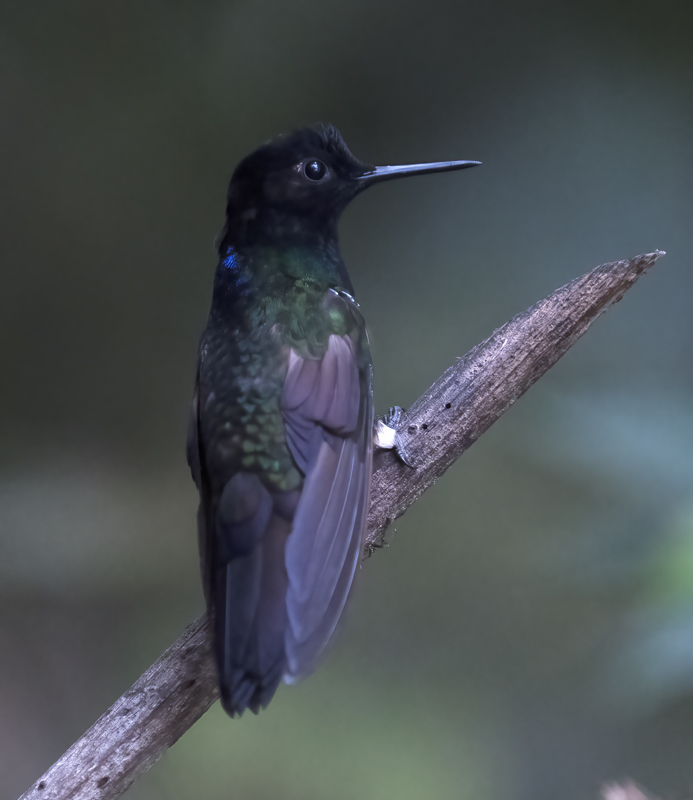 Velvet-purple_Coronet_18_Ecuador_015