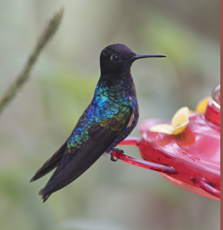 Velvet-purple_Coronet_18_Ecuador_035