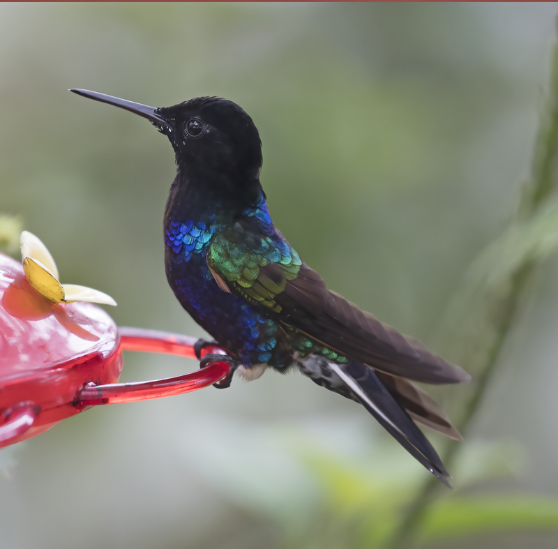 Velvet-purple_Coronet_18_Ecuador_040