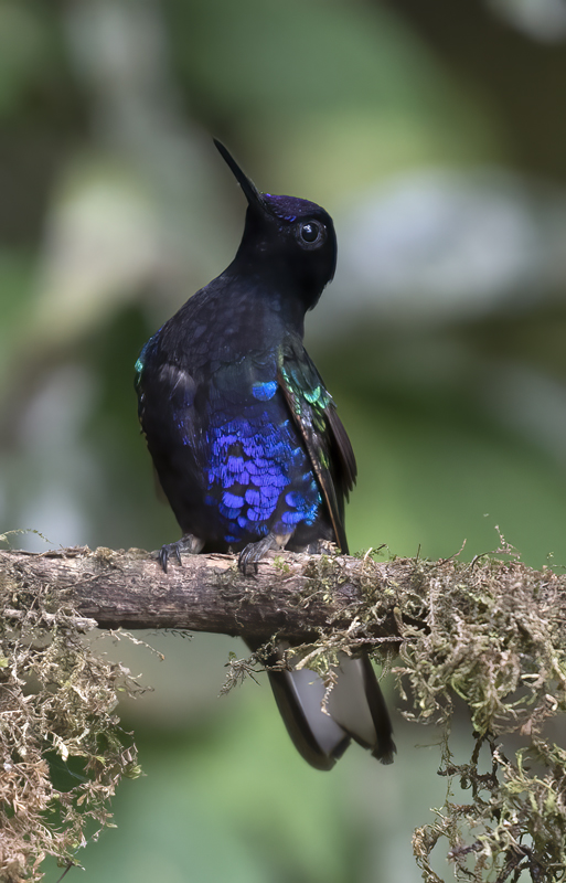 Velvet-purple_Coronet_18_Ecuador_074