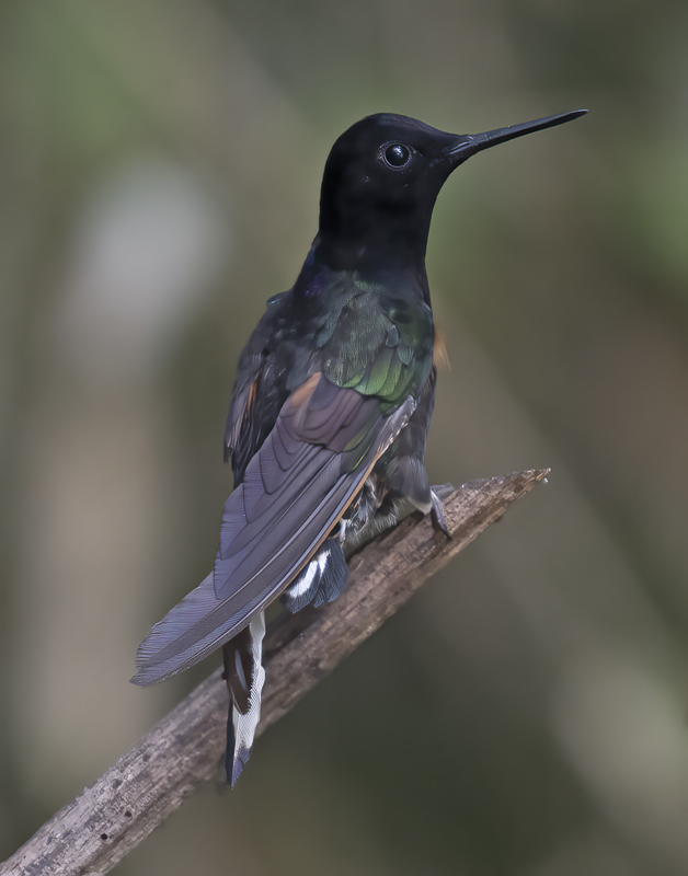 Velvet-purple_Coronet_18_Ecuador_080