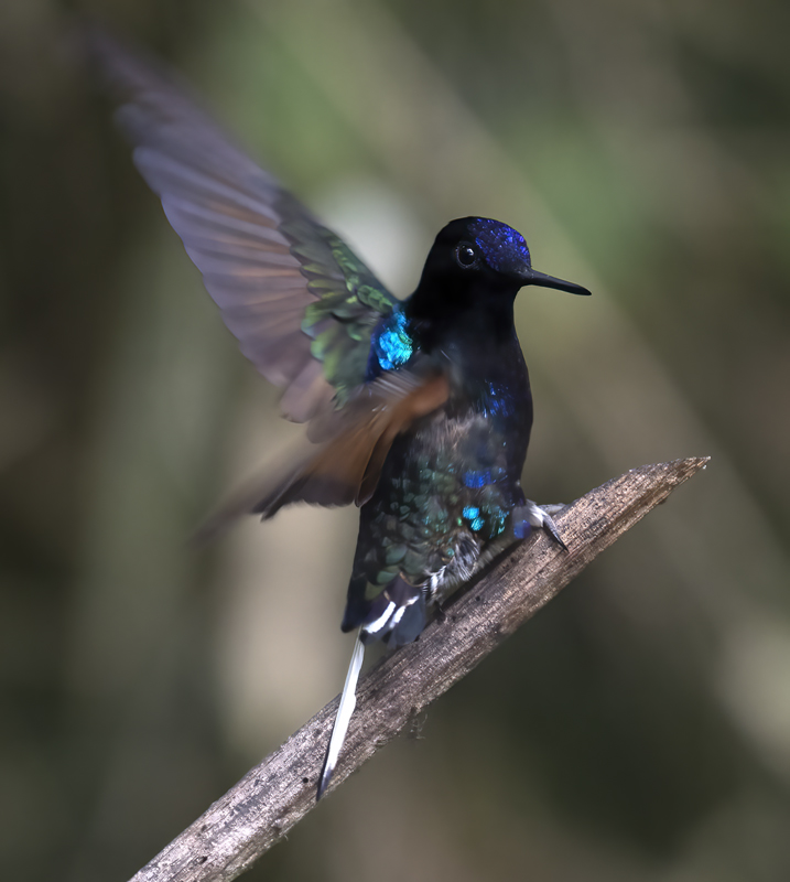 Velvet-purple_Coronet_18_Ecuador_084