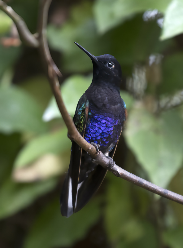 Velvet-purple_Coronet_18_Ecuador_086