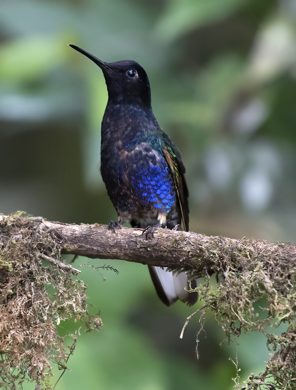 Velvet-purple_Coronet_18_Ecuador_091