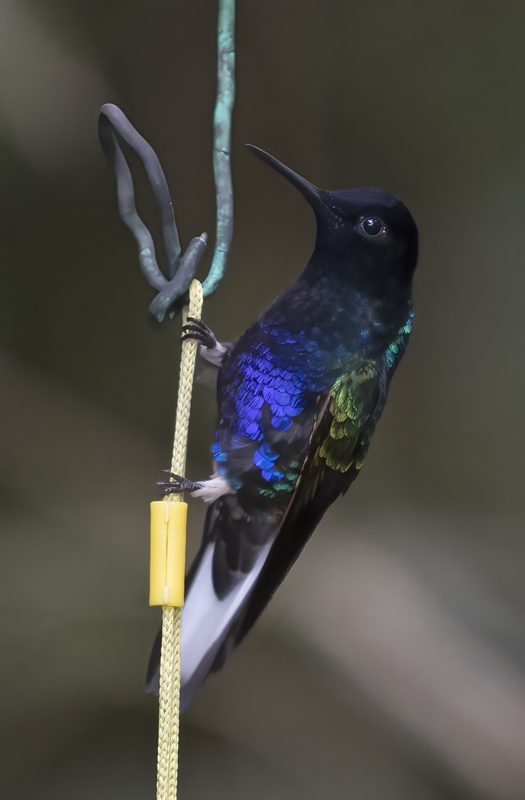 Velvet-purple_Coronet_18_Ecuador_103