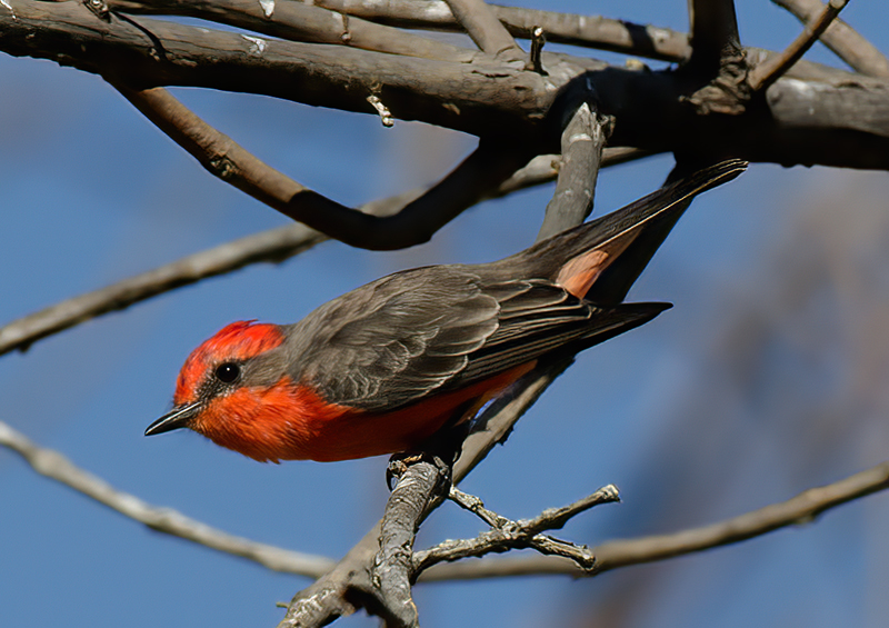 Vermilion_Flycatcher_11_CA_087