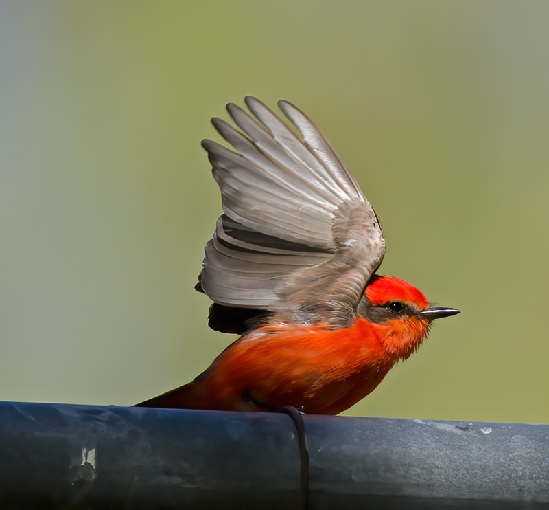Vermilion_Flycatcher_13_CA_060
