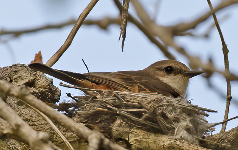 Vermilion_Flycatcher_13_CA_078