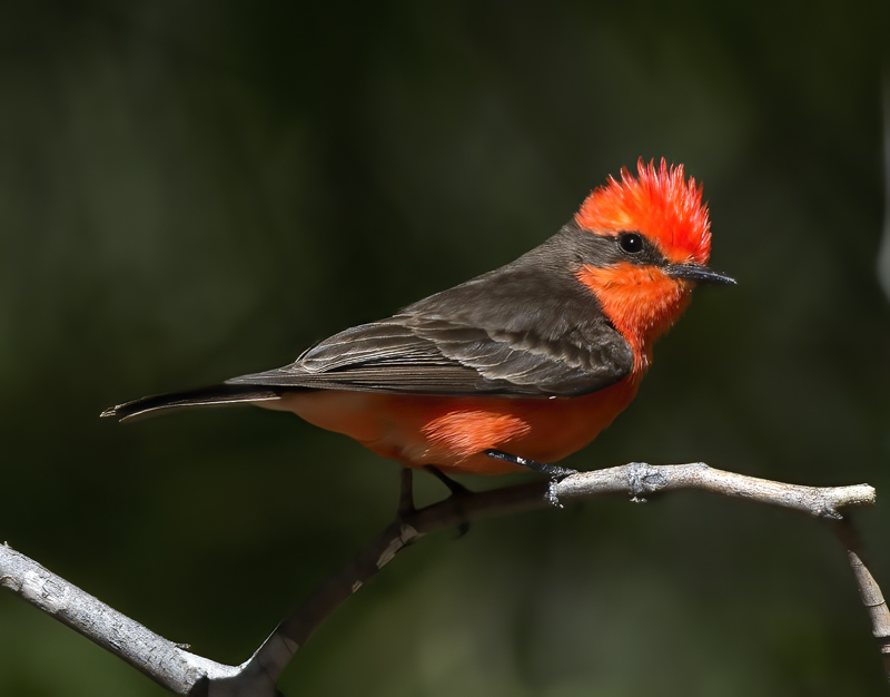 Vermilion_Flycatcher_15_AZ_008