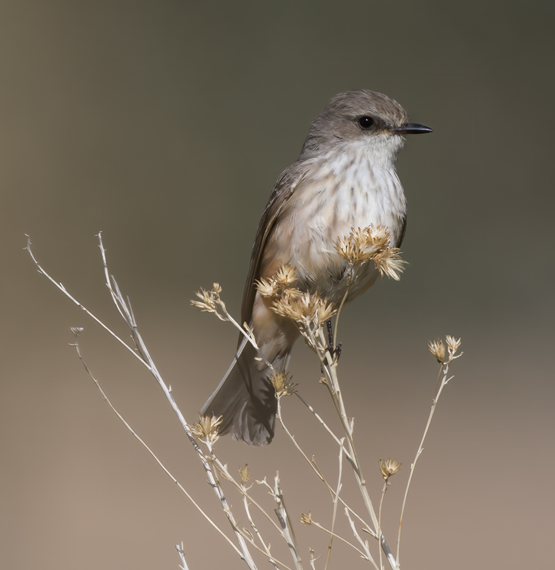 Vermilion_Flycatcher_16_CA_007