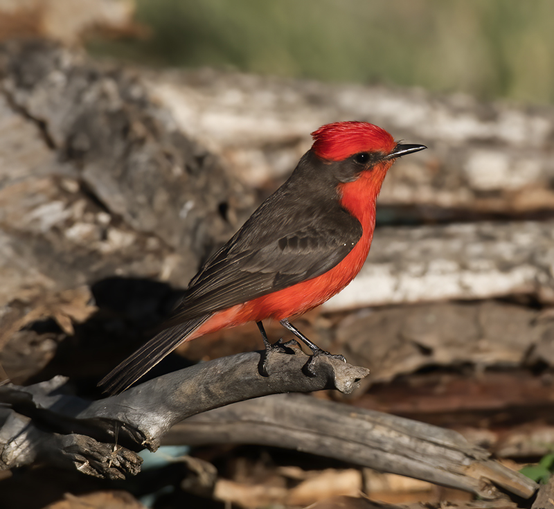 Vermilion_Flycatcher_16_CA_023