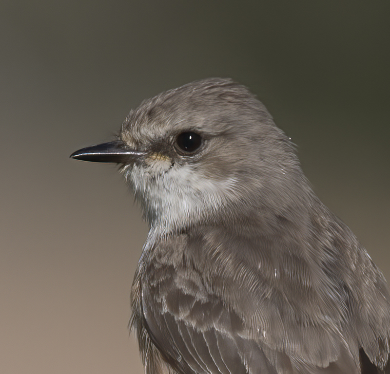 Vermilion_Flycatcher_16_CA_029