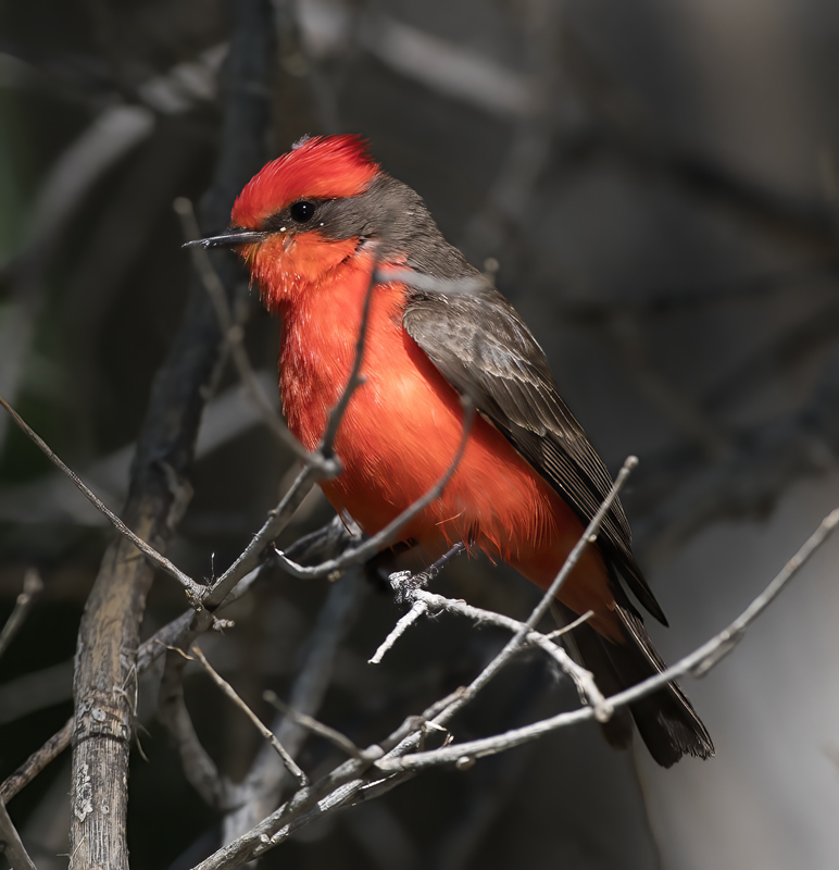 Vermilion_Flycatcher_16_CA_032