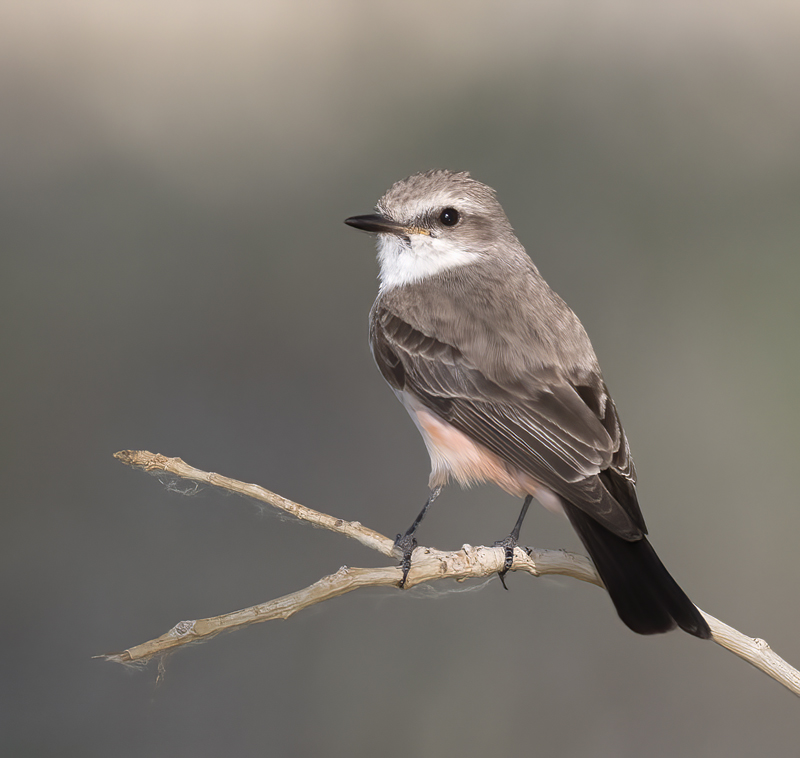 Vermilion_Flycatcher_16_CA_040