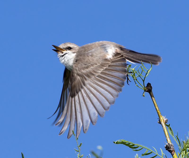 Vermilion_Flycatcher_16_CA_067