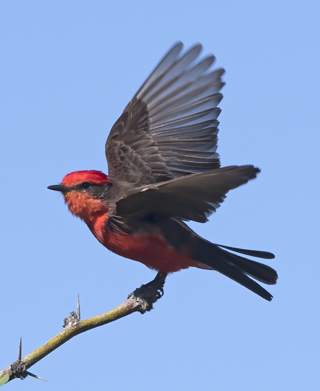 Vermilion_Flycatcher_16_CA_073