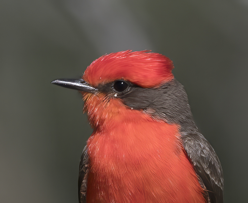 Vermilion_Flycatcher_16_CA_077