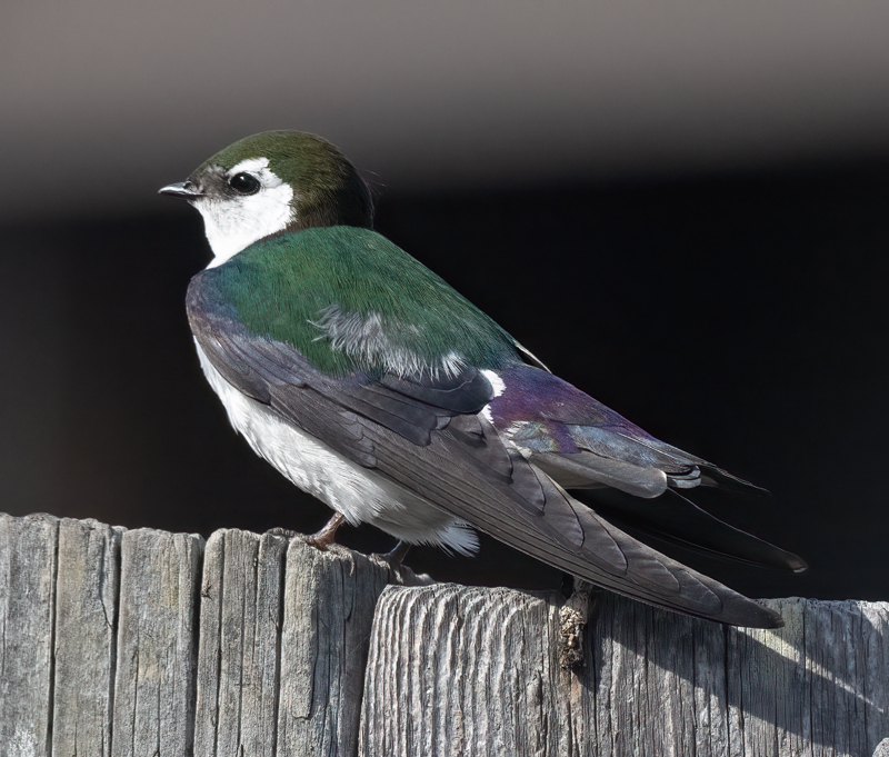 Violet-green_Swallow_23_OR_L_504