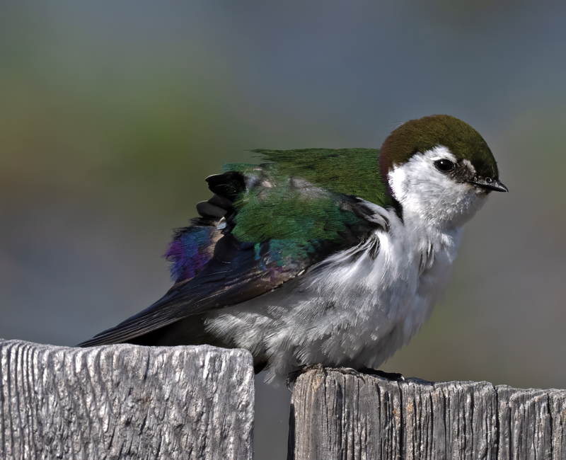 Violet-green_Swallow_23_OR_L_544