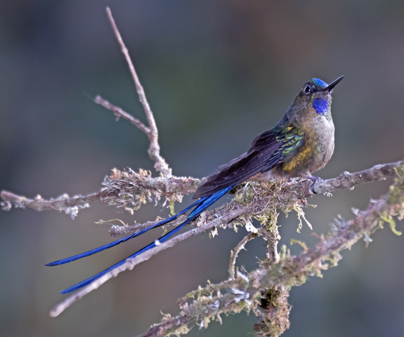 Violet-tailed_Sylph_18_Ecuador_052