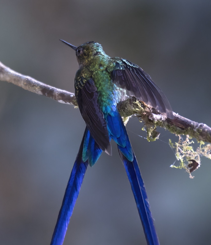 Violet-tailed_Sylph_18_Ecuador_056