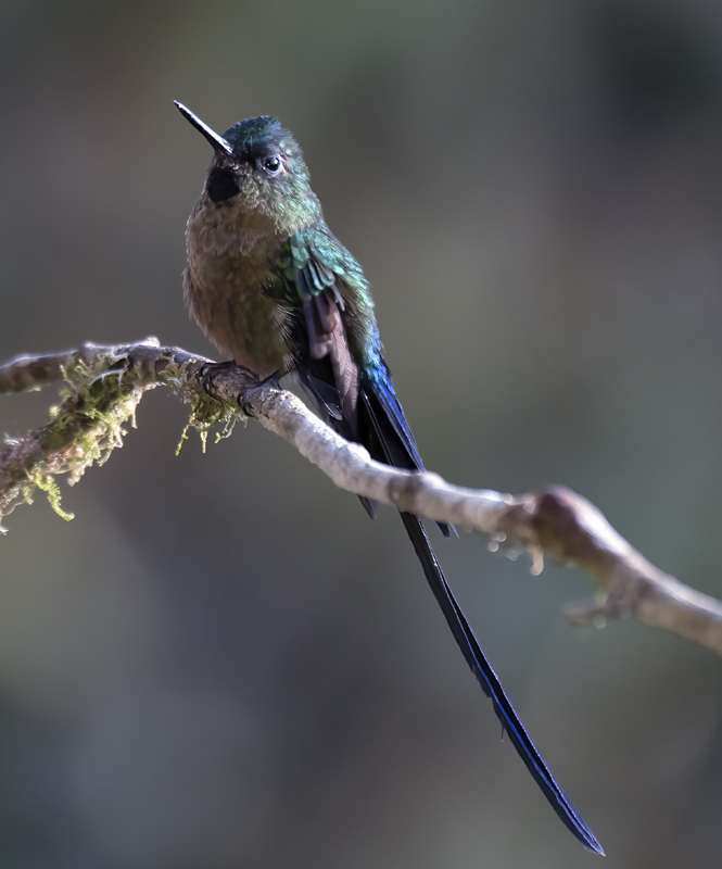 Violet-tailed_Sylph_18_Ecuador_060