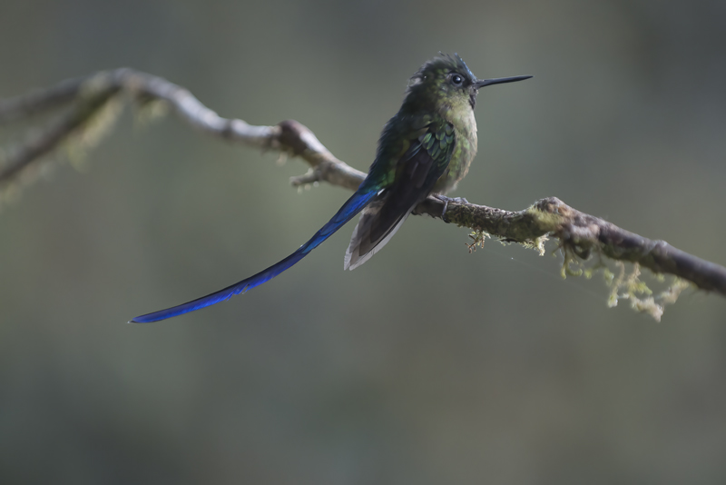 Violet-tailed_Sylph_18_Ecuador_126