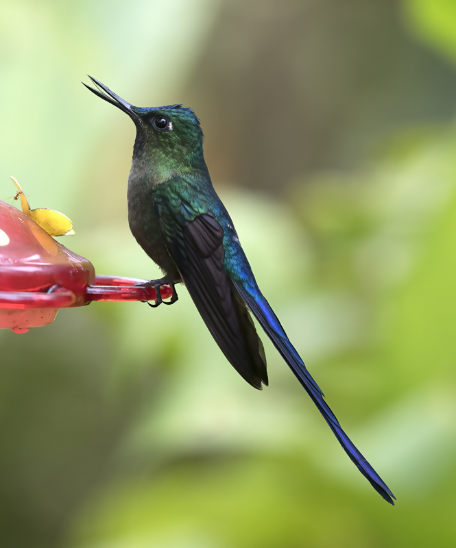 Violet-tailed_Sylph_18_Ecuador_232