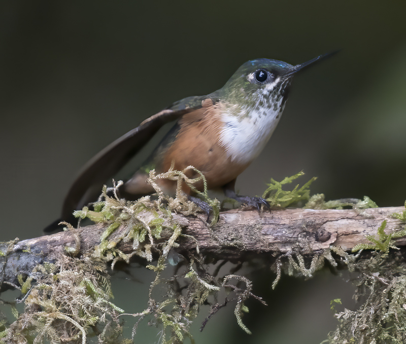 Violet-tailed_Sylph_18_Ecuador_253