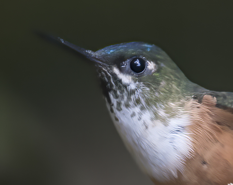 Violet-tailed_Sylph_18_Ecuador_253a