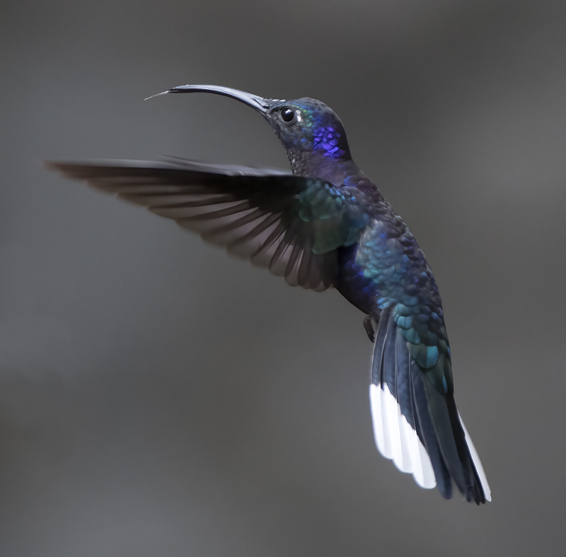 Violet_Sabrewing_17_Costa_Rica_003