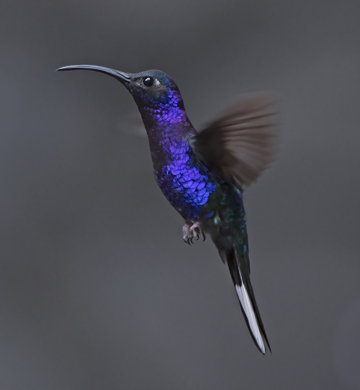 Violet_Sabrewing_17_Costa_Rica_010