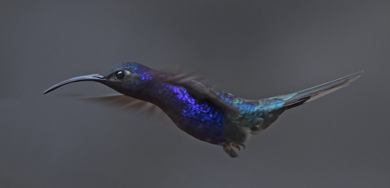 Violet_Sabrewing_17_Costa_Rica_011