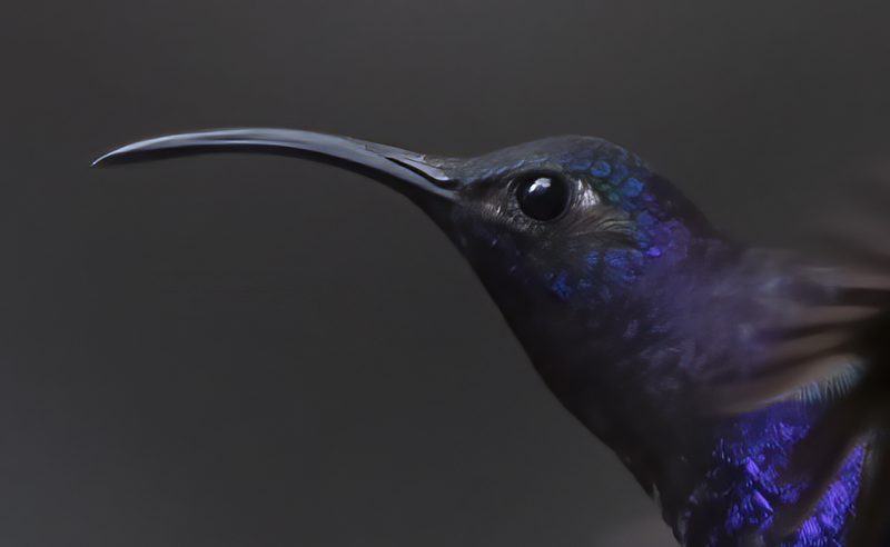 Violet_Sabrewing_17_Costa_Rica_012