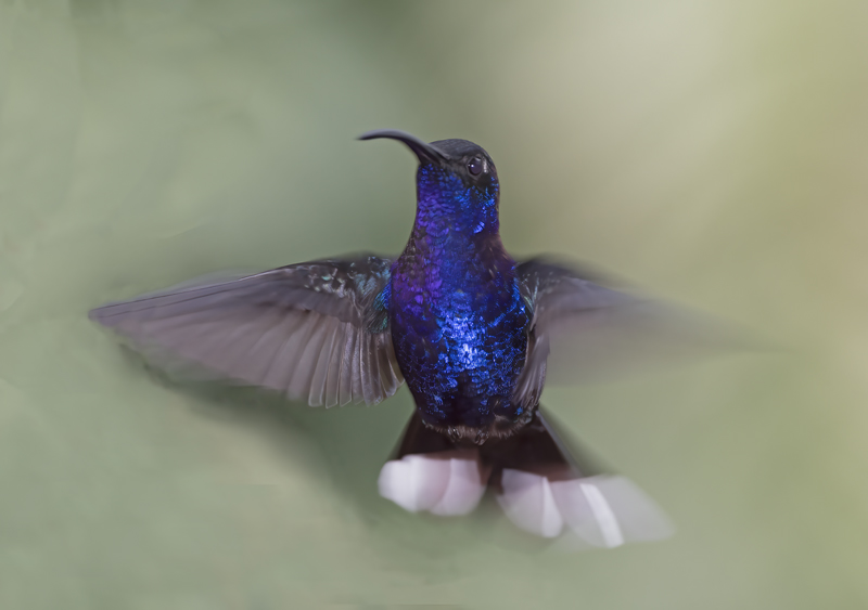 Violet_Sabrewing_18_Costa_Rica_005