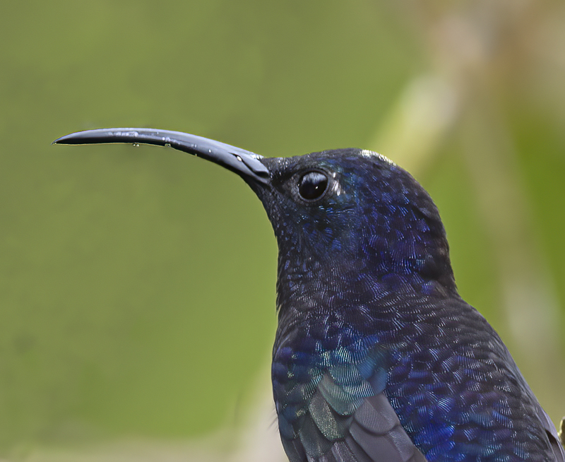 Violet_Sabrewing_18_Costa_Rica_018