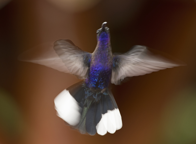 Violet_Sabrewing_18_Costa_Rica_021